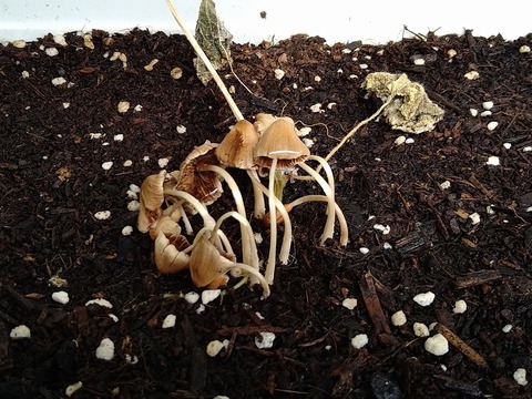 image-A-mound-of-mushrooms-appeared-overnight_1