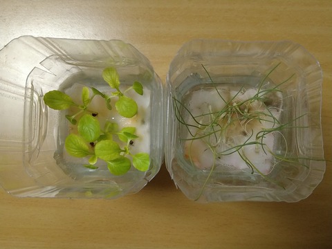 image-Plastic-bottle-hydroponic-cultivation_0116_2