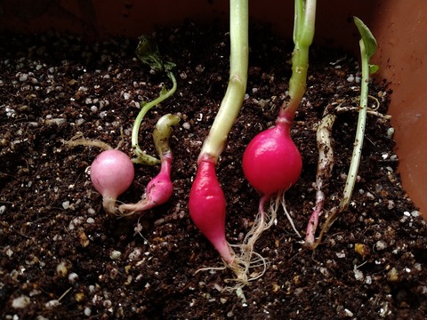 image-Home-Garden-Challenge-Radish_0624_2
