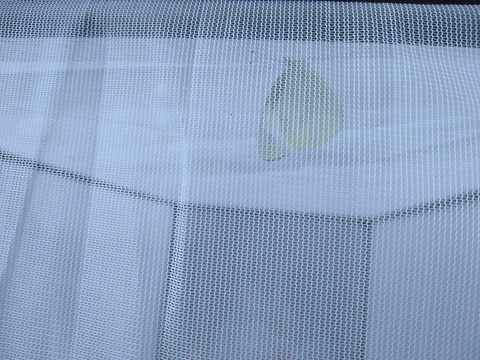 image-A-cabbage-white-butterfly-emerged-from-its chrysalis_1