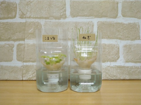 image-Plastic-bottle-hydroponic-cultivation_0121_1