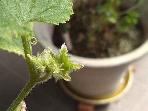 image-Home-Garden-Challenge-Cucumber_0924_4