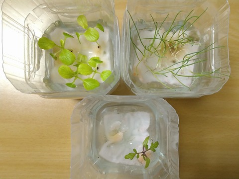 image-Plastic-bottle-hydroponic-cultivation_0112_2