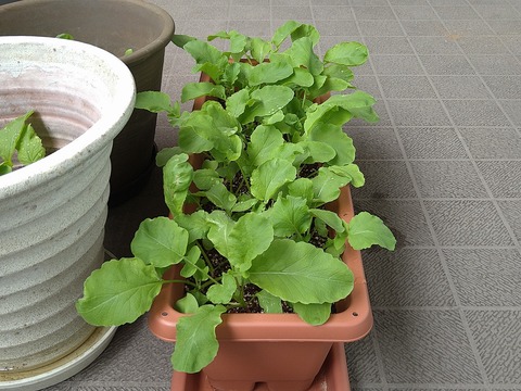 image-Home-Garden-Challenge-Radish_0501_3