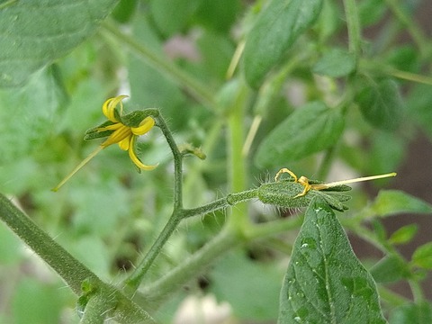 image-Home-Garden-Challenge-Cucumber_0913_2