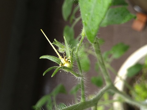 image-Home-Garden-Challenge-Cucumber_0928_2