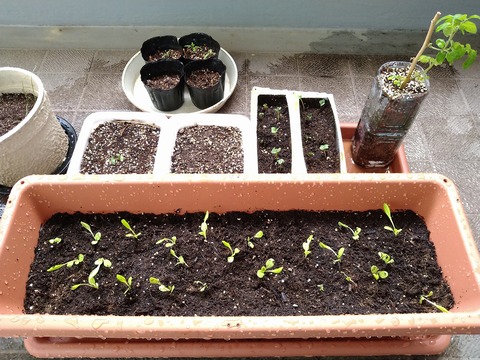 image-The-lettuce is-lying-down_2