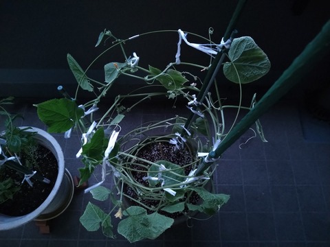 image-Home-Garden-Challenge-Cucumber_0921_3