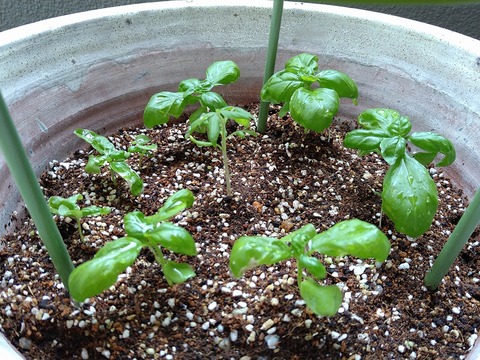 image-Home-Garden-Challenge-Radish_0630_2