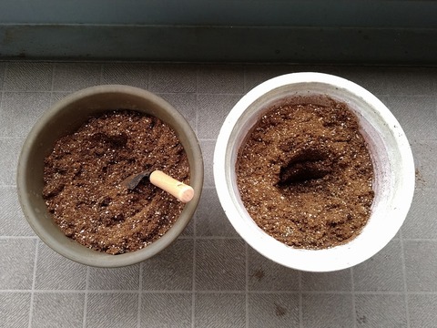 image-Home-Garden-Challenge-Replanting_2