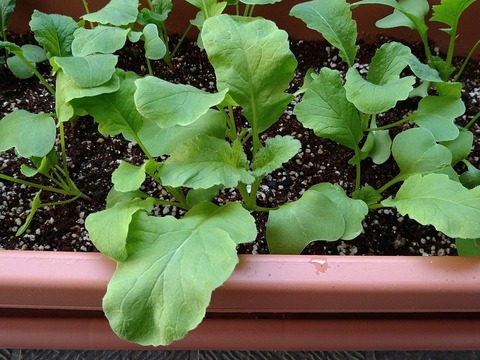 image-Home-Garden-Challenge-Radish_0424_4