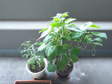 image-Home-Garden-Challenge-Cucumber_0815_1