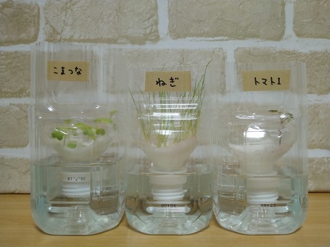 image-Plastic-bottle-hydroponic-cultivation_0104_1