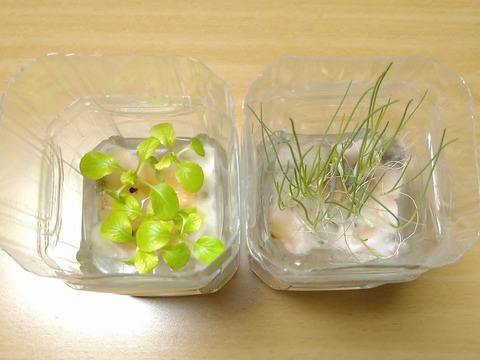 image-Plastic-bottle-hydroponic-cultivation_0129_2