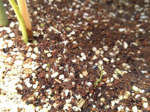 image-Home-Garden-Challenge-Radish_0706_5