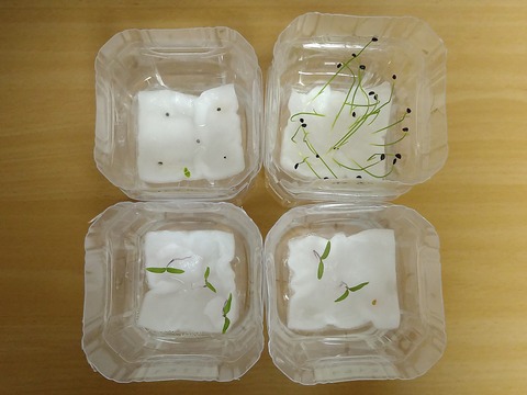 image-Plastic-bottle-hydroponic-cultivation_1124_2