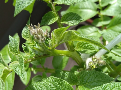 image-Home-gardening-challenge-Potatoes_0426_2