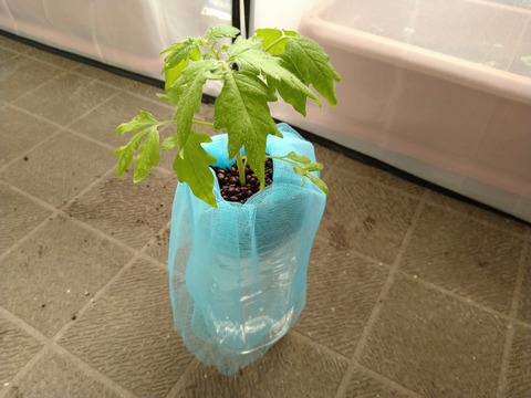 image-I-planted-tomato-seedlings-in-plastic-bottles_4