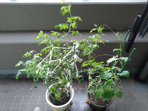 image-Home-Garden-Challenge-Cucumber_1003_1