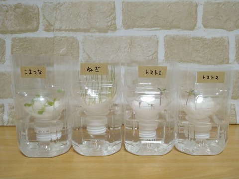 image-Plastic-bottle-hydroponic-cultivation_1221_1