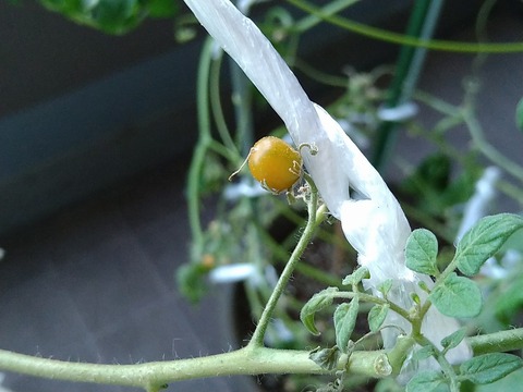 image-Home-Garden-Challenge-Cucumber_1023_2