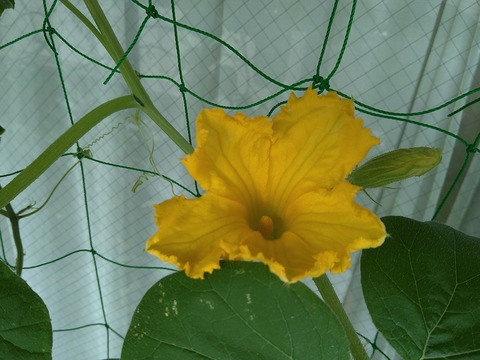 image-The-pumpkin-flower-bloomed_1