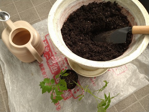 image-I-planted-tomato-seedlings-in-plastic-bottles_1
