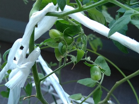 image-Home-Garden-Challenge-Cucumber_1006_2