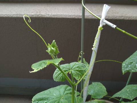 image-Home-Garden-Challenge-Cucumber_0712_5
