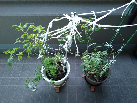 image-Home-Garden-Challenge-Cucumber_1023_1