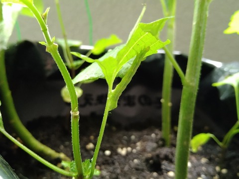 image-A-green-caterpillar-has-appeared-again_2