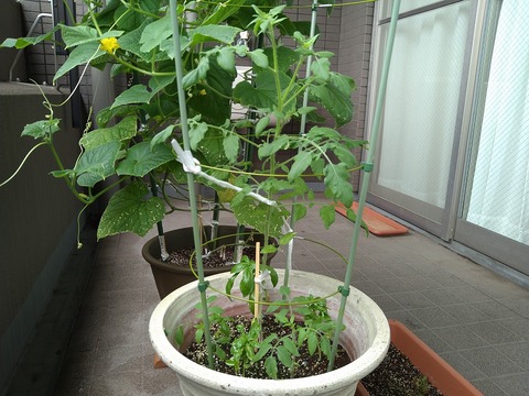 image-Home-Garden-Challenge-Cucumber_0811_2