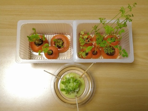 image-I-tried-regenerative-cultivation_2