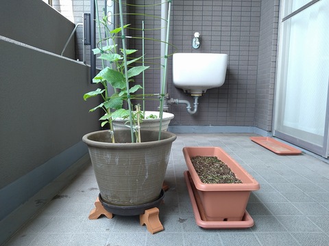 image-Home-Garden-Challenge-Cucumber_0707_4