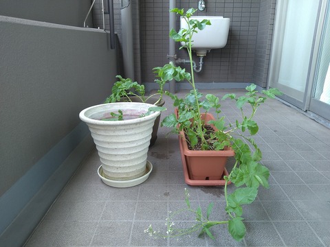 image-Home-Garden-Challenge-Radish_0616_4