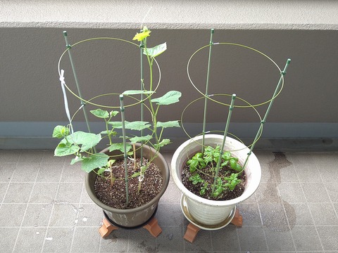 image-Home-Garden-Challenge-Cucumber_0709_1