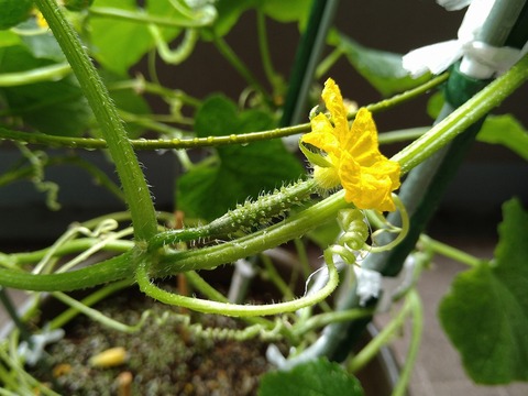 image-Home-Garden-Challenge-Cucumber_1012_5