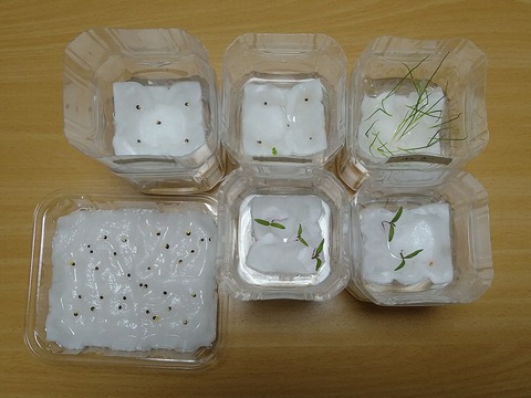 image-Plastic-bottle-hydroponic-cultivation_1129_2