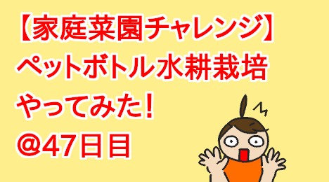 blog-title-Plastic-bottle-hydroponic-cultivation-Day47