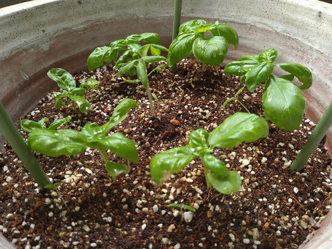 image-Home-Garden-Challenge-Radish_0702_2
