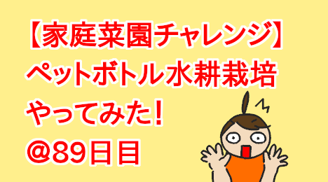 blog-title-Plastic-bottle-hydroponic-cultivation-Day89