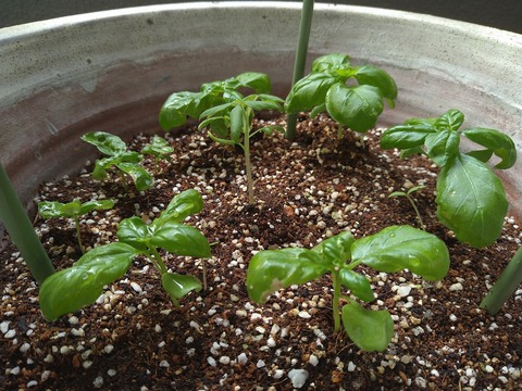 image-Home-Garden-Challenge-Radish_0701_2