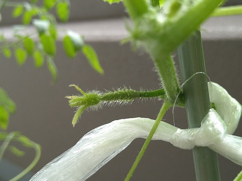image-Home-Garden-Challenge-Cucumber_0925_4