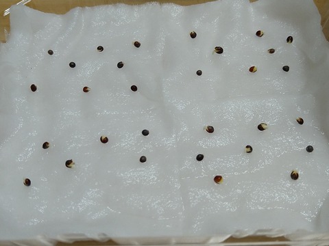 image-Plastic-bottle-hydroponic-cultivation_1128_3