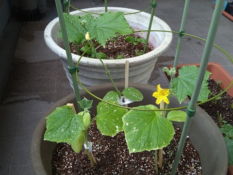 image-Home-Garden-Challenge-Radish_0627_5