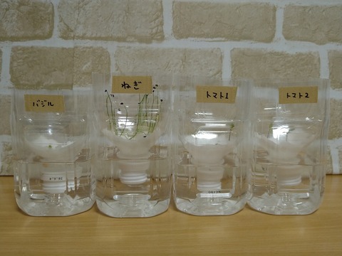 image-Plastic-bottle-hydroponic-cultivation_1124_1