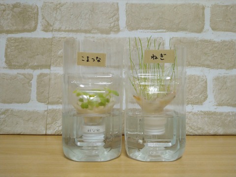 image-Plastic-bottle-hydroponic-cultivation_0124_1