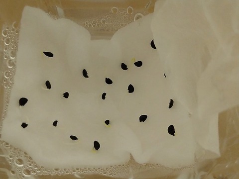 image-Plastic-bottle-hydroponic-cultivation_1109_2