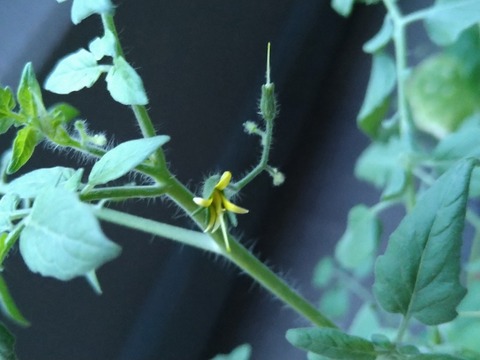 image-Home-Garden-Challenge-Cucumber_0909_2