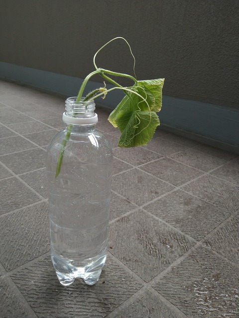 image-Home-Garden-Challenge-Cucumber_0914_4